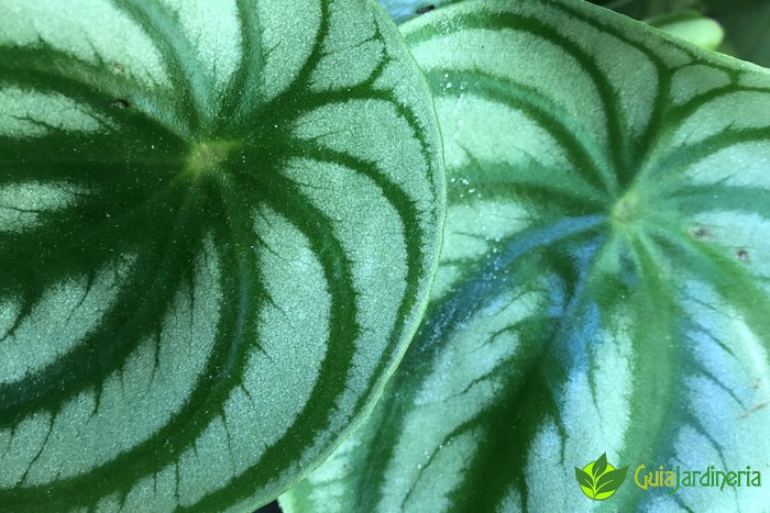 Peperomia Watermelon